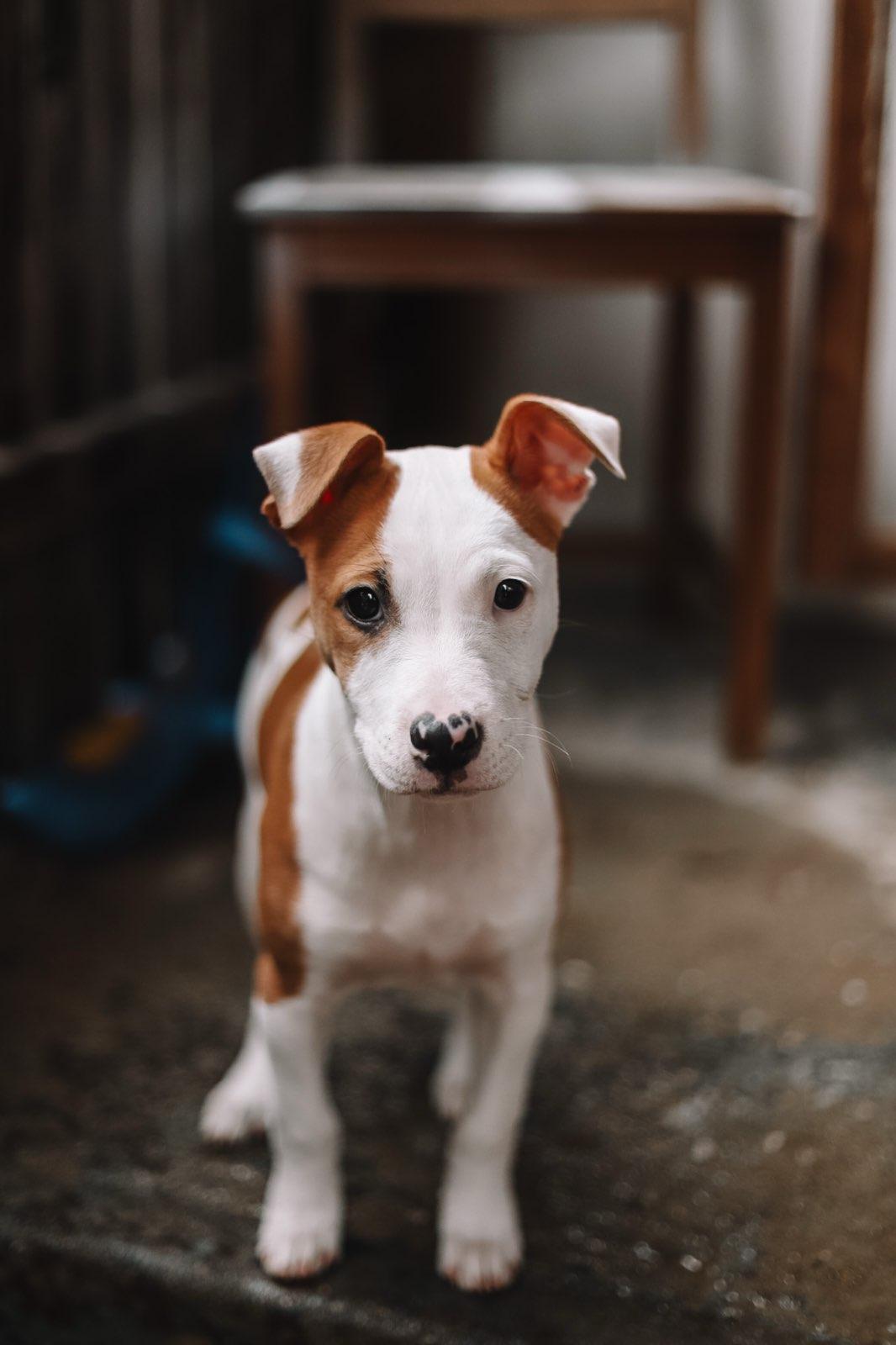Enlarge Jewel, a ADOPTABLE mixed breed in Collingswood, NJ image 6/6