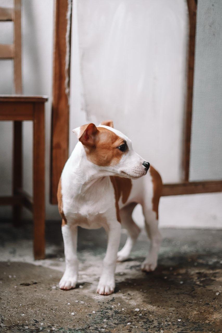 Enlarge Jewel, a ADOPTABLE mixed breed in Collingswood, NJ image 5/6