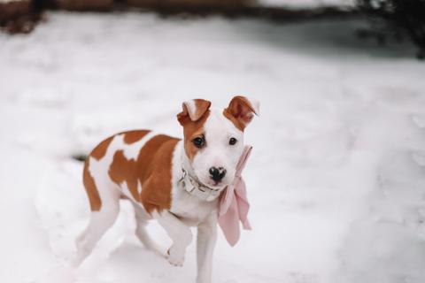 Jewel, ADOPTABLE, Puppy Female Pit Bull Terrier & Hound.