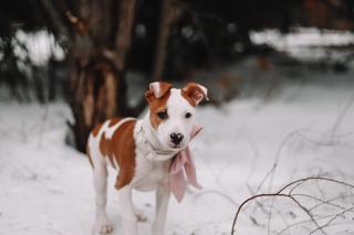 Enlarge Jewel, a ADOPTABLE mixed breed in Collingswood, NJ image 3/6