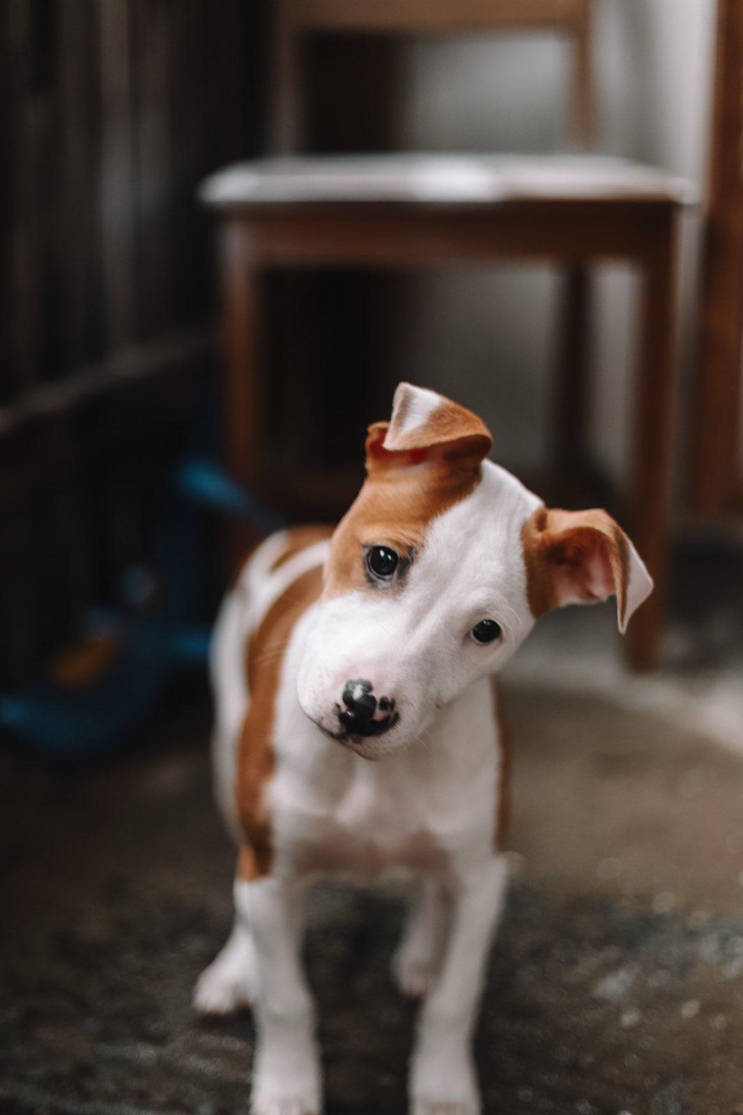 Enlarge Jewel, a ADOPTABLE mixed breed in Collingswood, NJ image 2/6