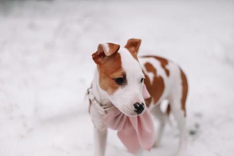 Enlarge Jewel, a ADOPTABLE mixed breed in Collingswood, NJ image 4/6