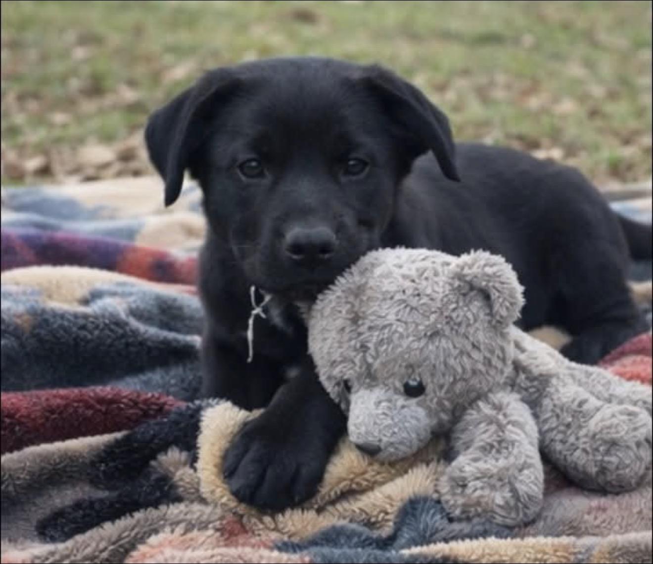 Griffin, adopted, Puppy Male Black Labrador Retriever.