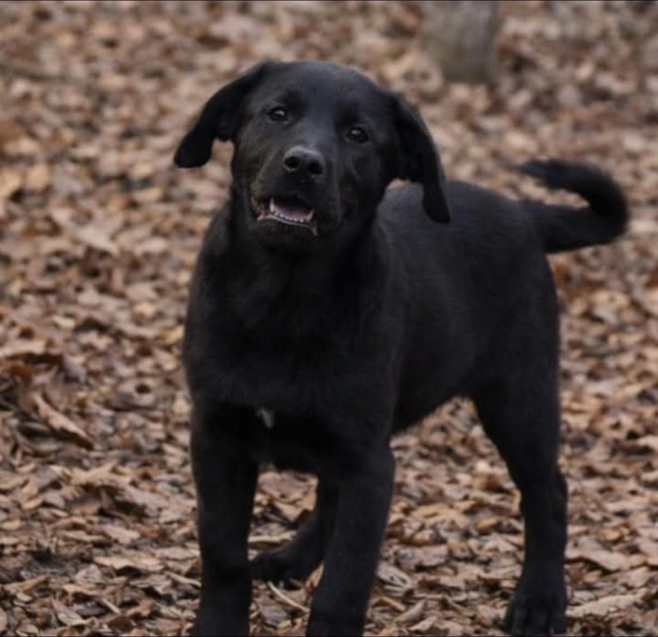 Enlarge Griffin, an adopted mixed breed in East Dundee , IL image 3/3