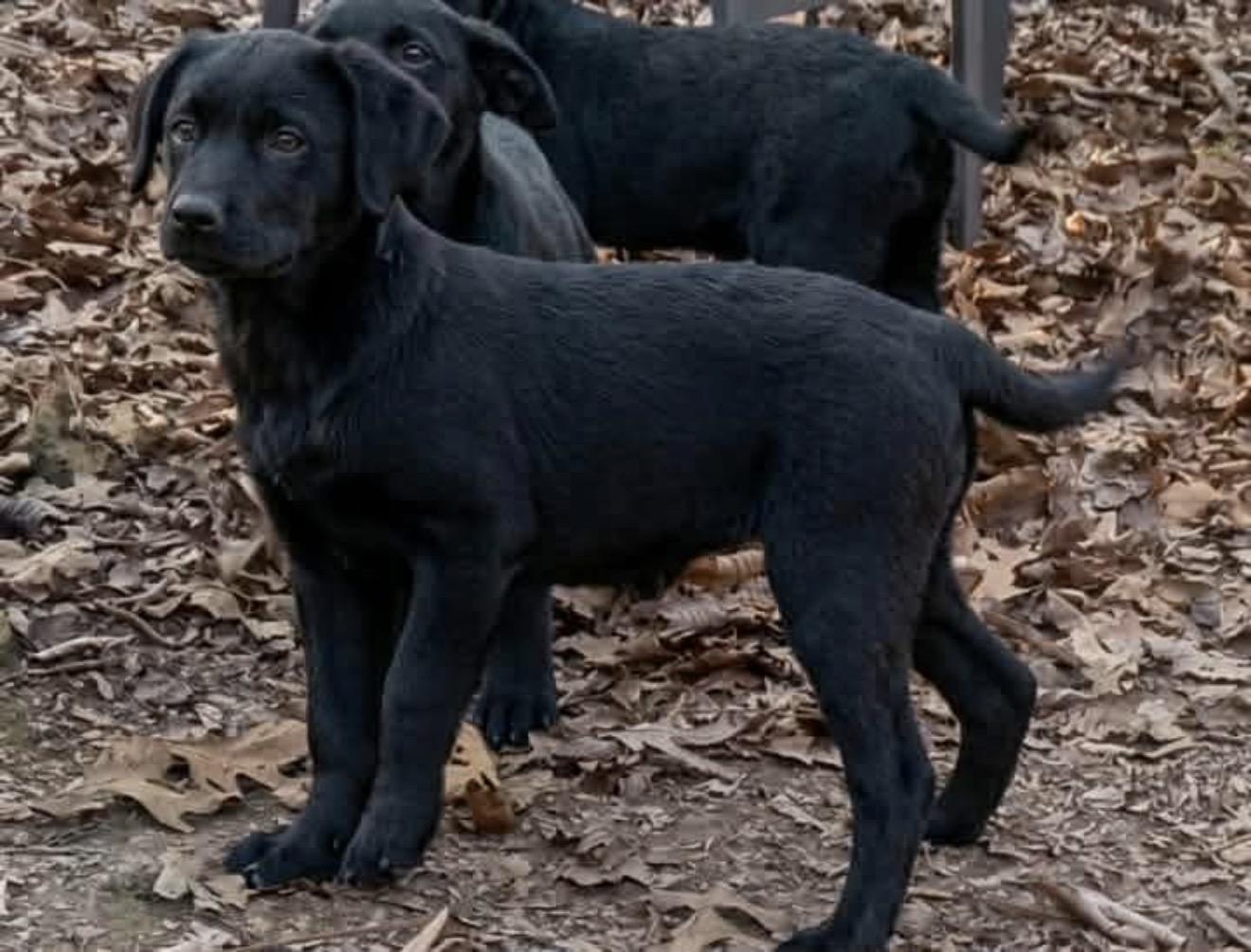 Enlarge Griffin, an adopted mixed breed in East Dundee , IL image 2/3