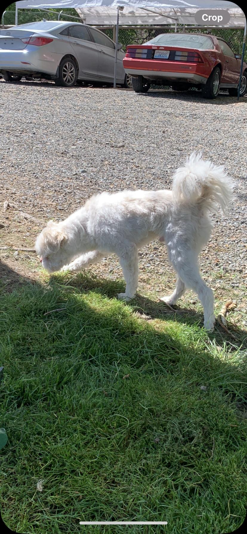 Enlarge Reggie, a Adoptable mixed breed in Wasco, OR image 4/5