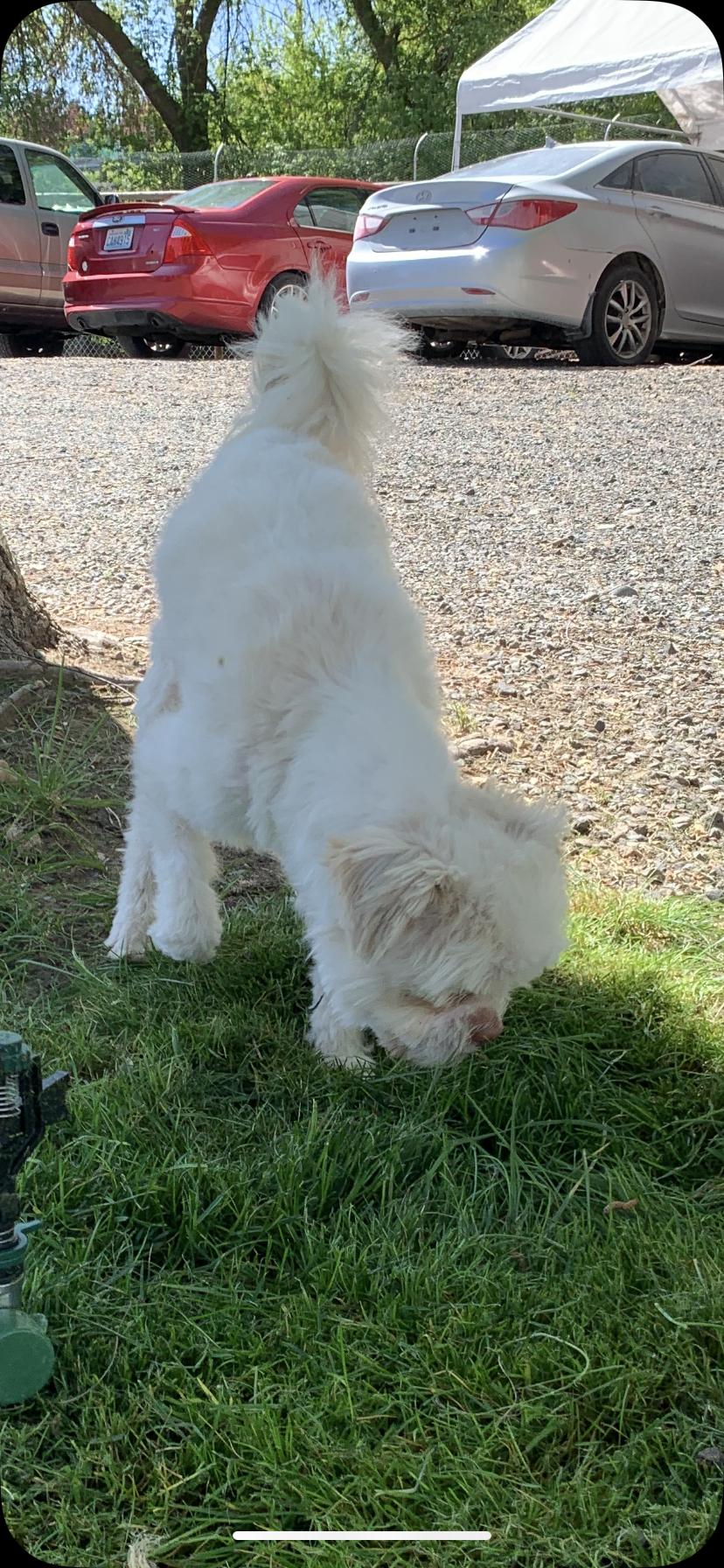 Enlarge Reggie, a Adoptable mixed breed in Wasco, OR image 5/5