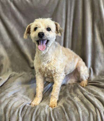 Raggy, ADOPTABLE, Adult Male Shih Tzu & Shih poo.