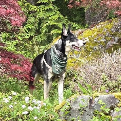 Mylo, Adoptable, Adult Male Border Collie & Australian Kelpie.