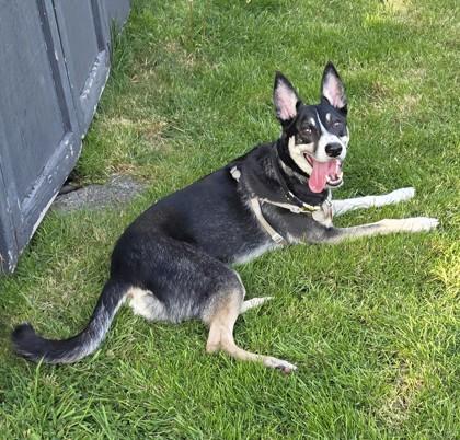 Enlarge Mylo, a Adoptable mixed breed in Seattle, WA image 1/3