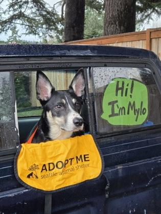 Mylo, Adoptable, Adult Male Border Collie & Australian Kelpie.