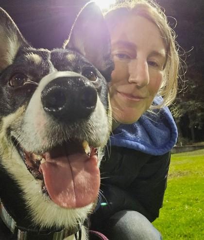 Mylo, Adoptable, Adult Male Border Collie & Australian Kelpie.