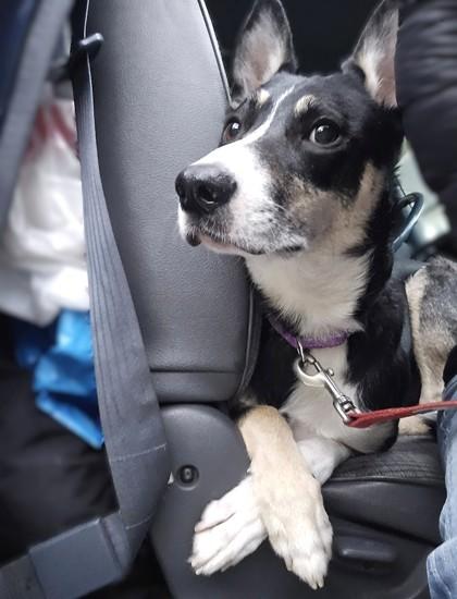 Enlarge Mylo, a Adoptable mixed breed in Seattle, WA image 2/3