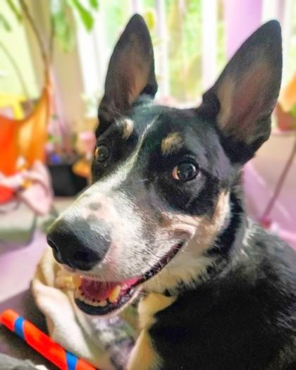 Enlarge Mylo, a Adoptable mixed breed in Seattle, WA image 3/3