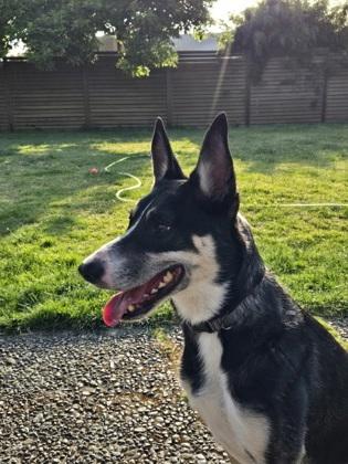 Enlarge Mylo, a Adoptable mixed breed in Seattle, WA image 2/3