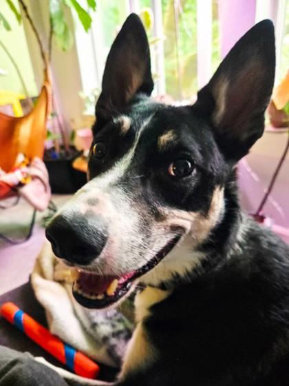 Mylo, Adoptable, Adult Male Border Collie & Australian Kelpie.