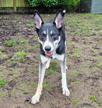 Enlarge Mylo, a Adoptable mixed breed in Seattle, WA image 3/3