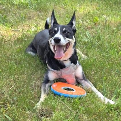 Enlarge Mylo, a Adoptable mixed breed in Seattle, WA image 3/3