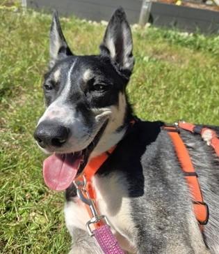 Enlarge Mylo, a Adoptable mixed breed in Seattle, WA image 3/3