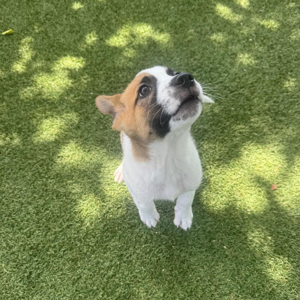 Willow, Adoptable, Puppy Male Mixed Breed.