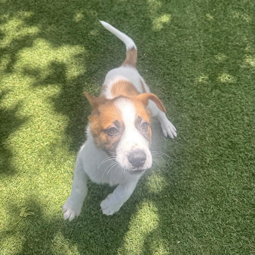 Enlarge Willow, a Adoptable Mixed Breed in Buellton, CA image 3/4