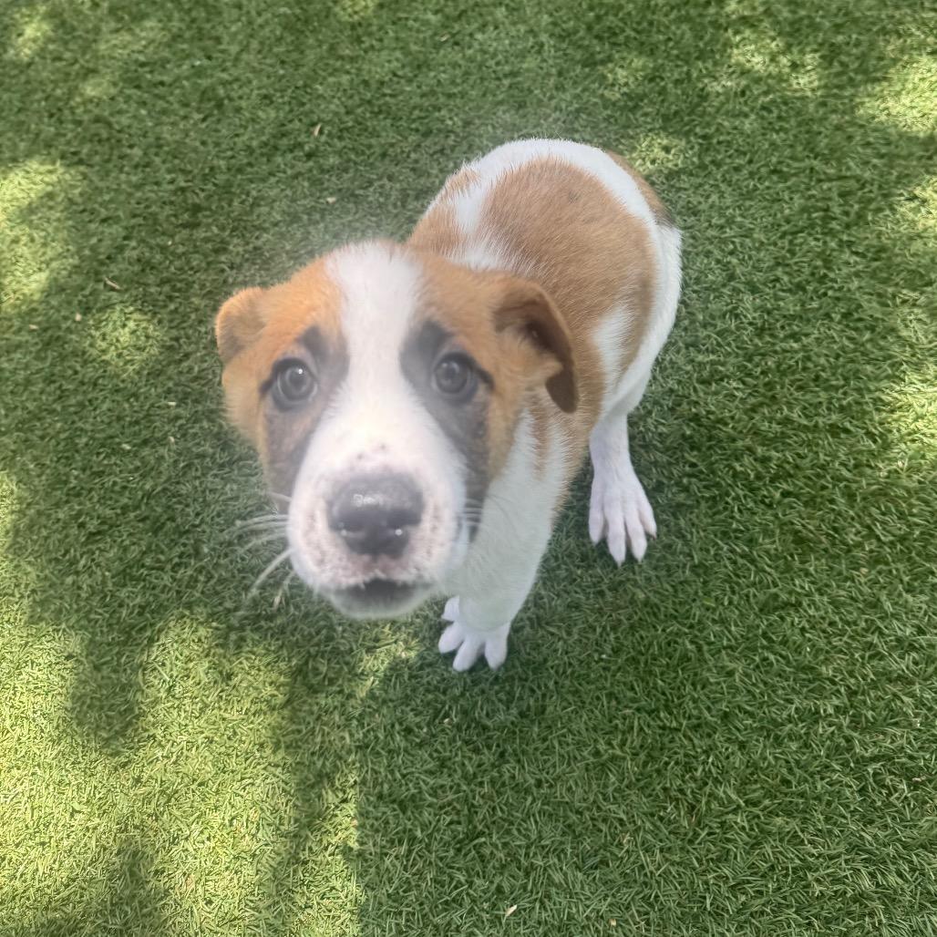 Enlarge Willow, a Adoptable Mixed Breed in Buellton, CA image 4/4