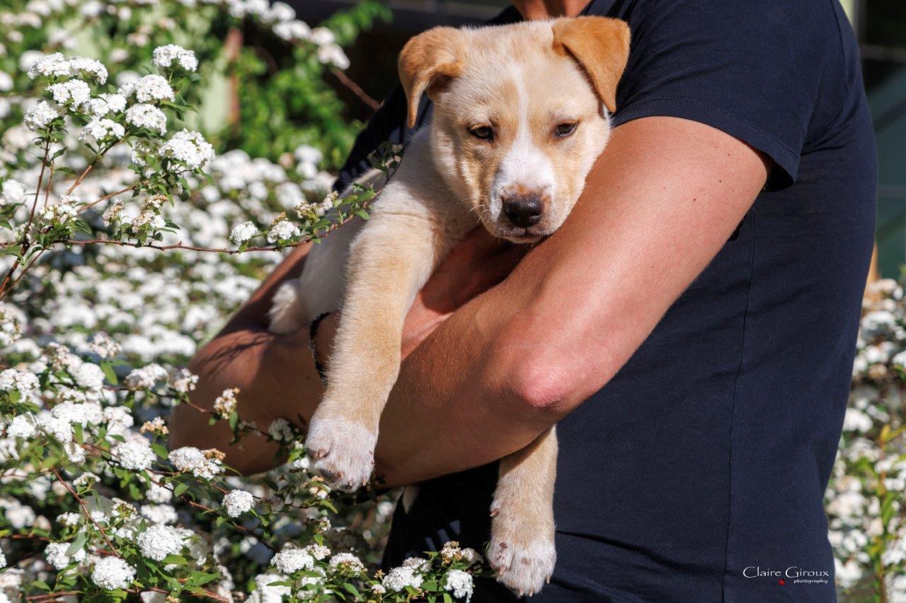 Enlarge Luigi aka Ranger Jr, a Adoptable Mixed Breed in Carrollton, TX image 1/2