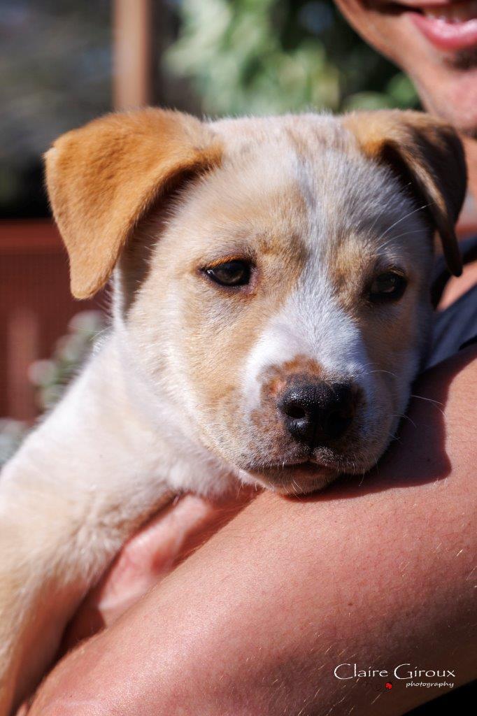 Enlarge Luigi aka Ranger Jr, a Adoptable Mixed Breed in Carrollton, TX image 2/2