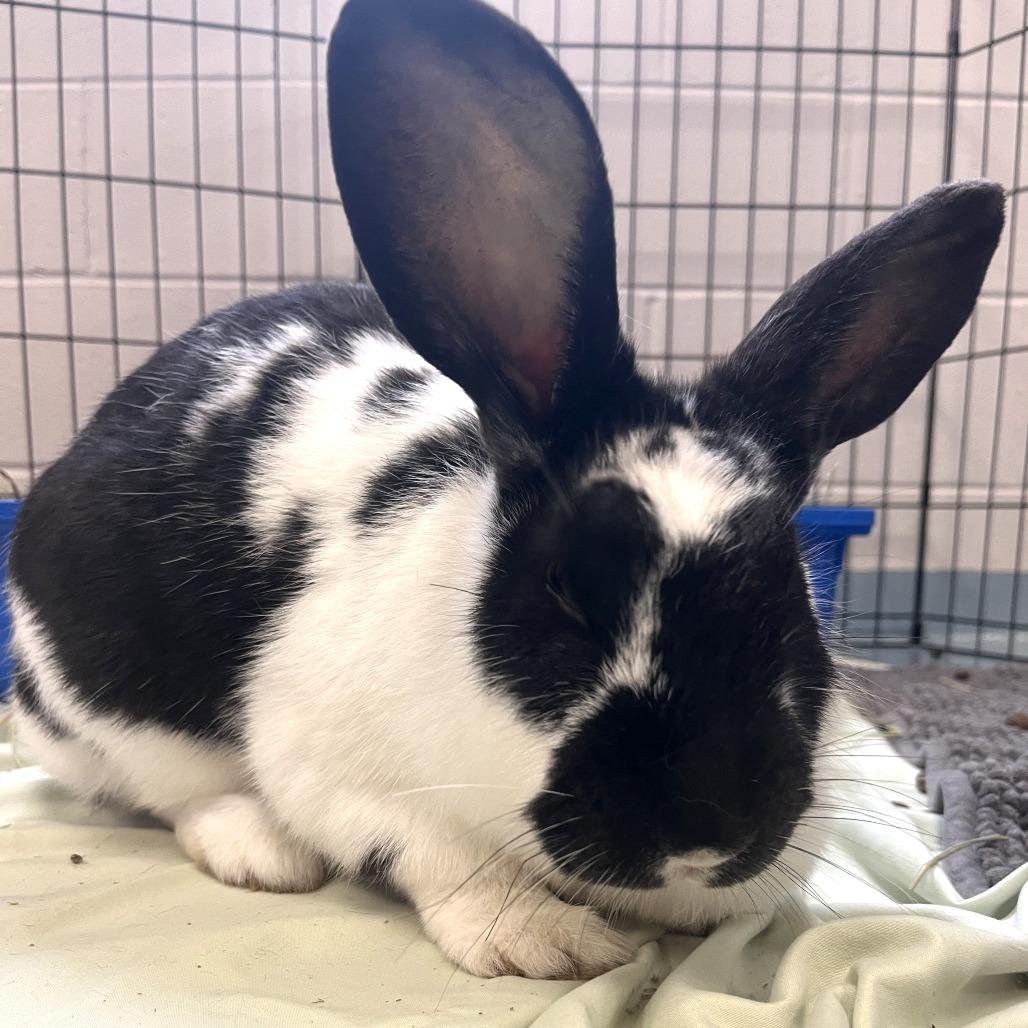 Enlarge Pip, a Adoptable Flemish Giant in Brockton, MA image 1/1