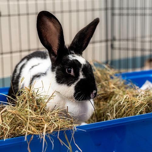 Pip, a Adoptable Flemish Giant in Brockton, MA image 2/2