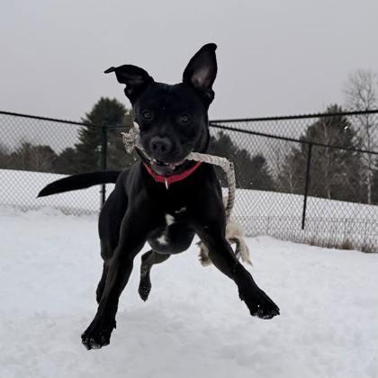 Orca, Adoptable, Adult Male Mixed Breed & Mixed Breed.