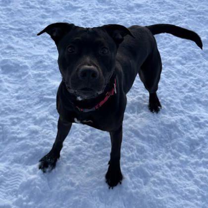 Enlarge Orca, a Adoptable mixed breed in East Montpelier, VT image 2/2