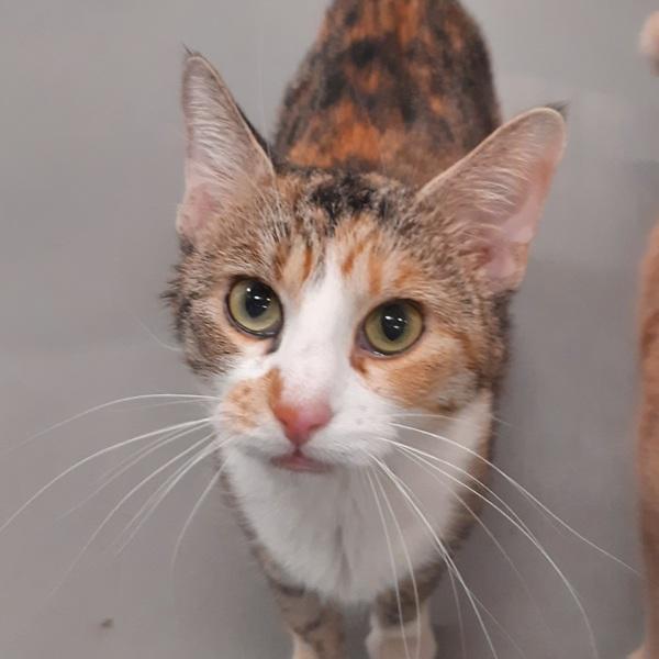 Louise, Adoptable, Adult Female Domestic Short Hair.