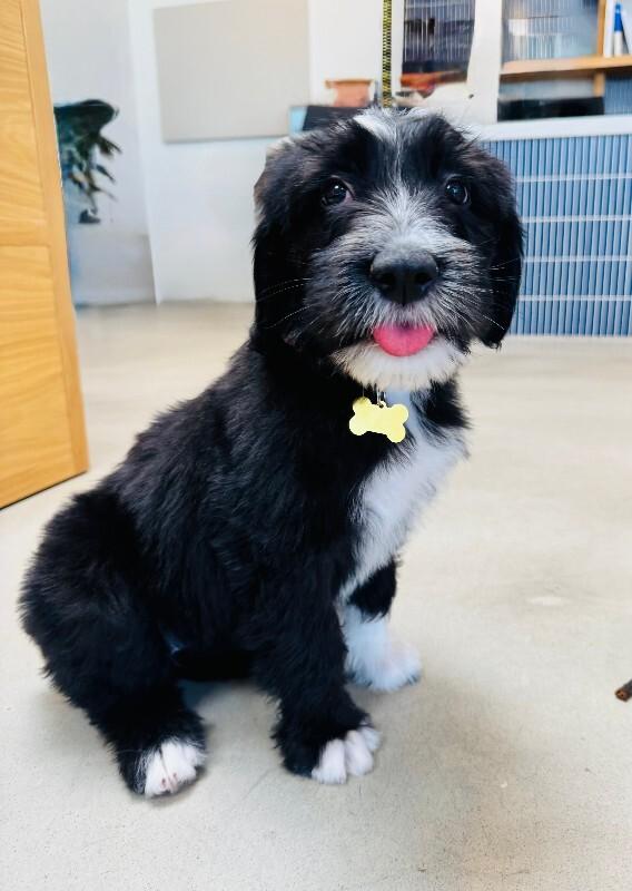 Georgia, Adoptable, Young Female Sheep Dog & Mastiff.