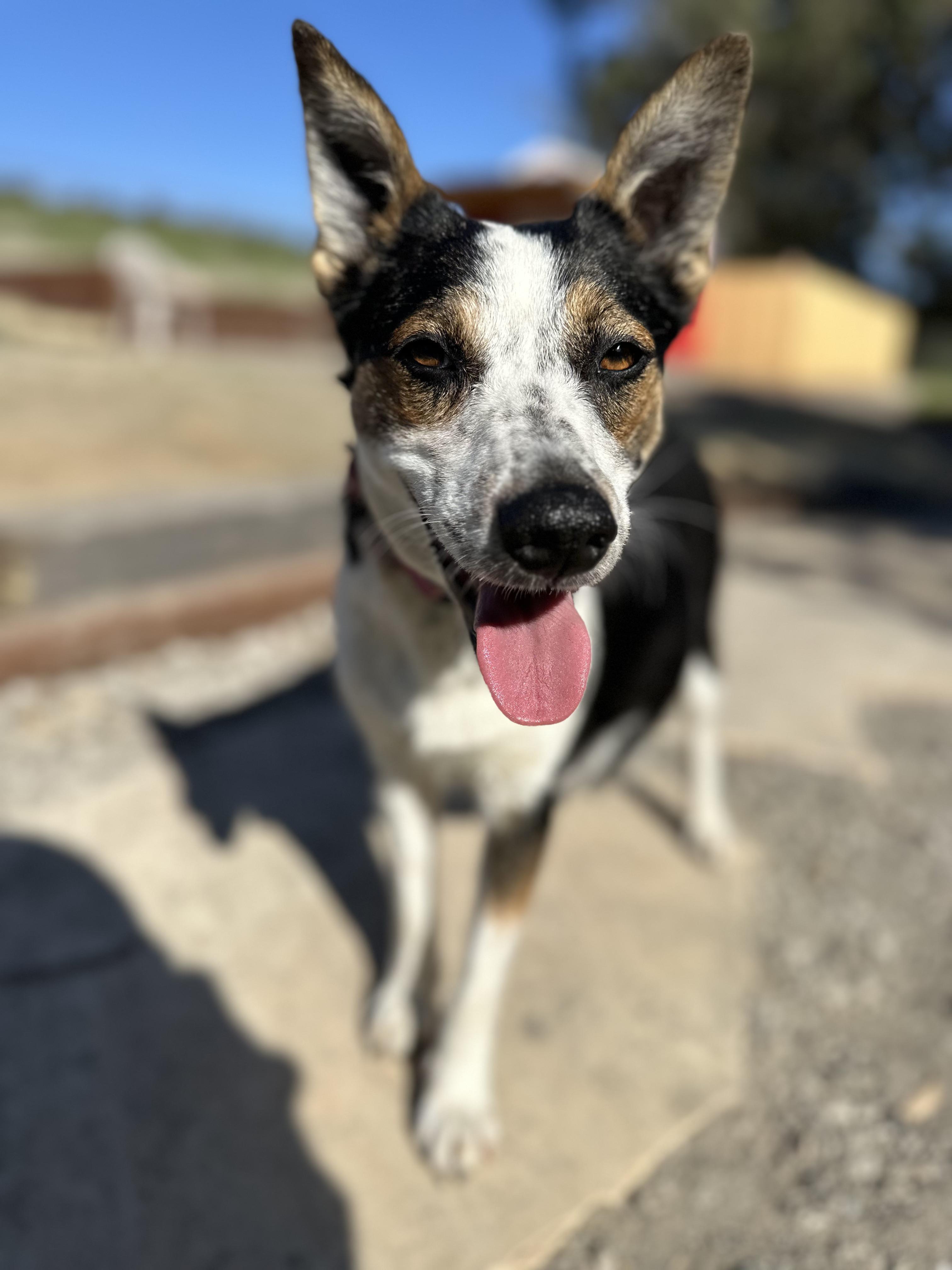 Enlarge TOPAZ, an adoption pending mixed breed in Arroyo Grande, CA image 3/5