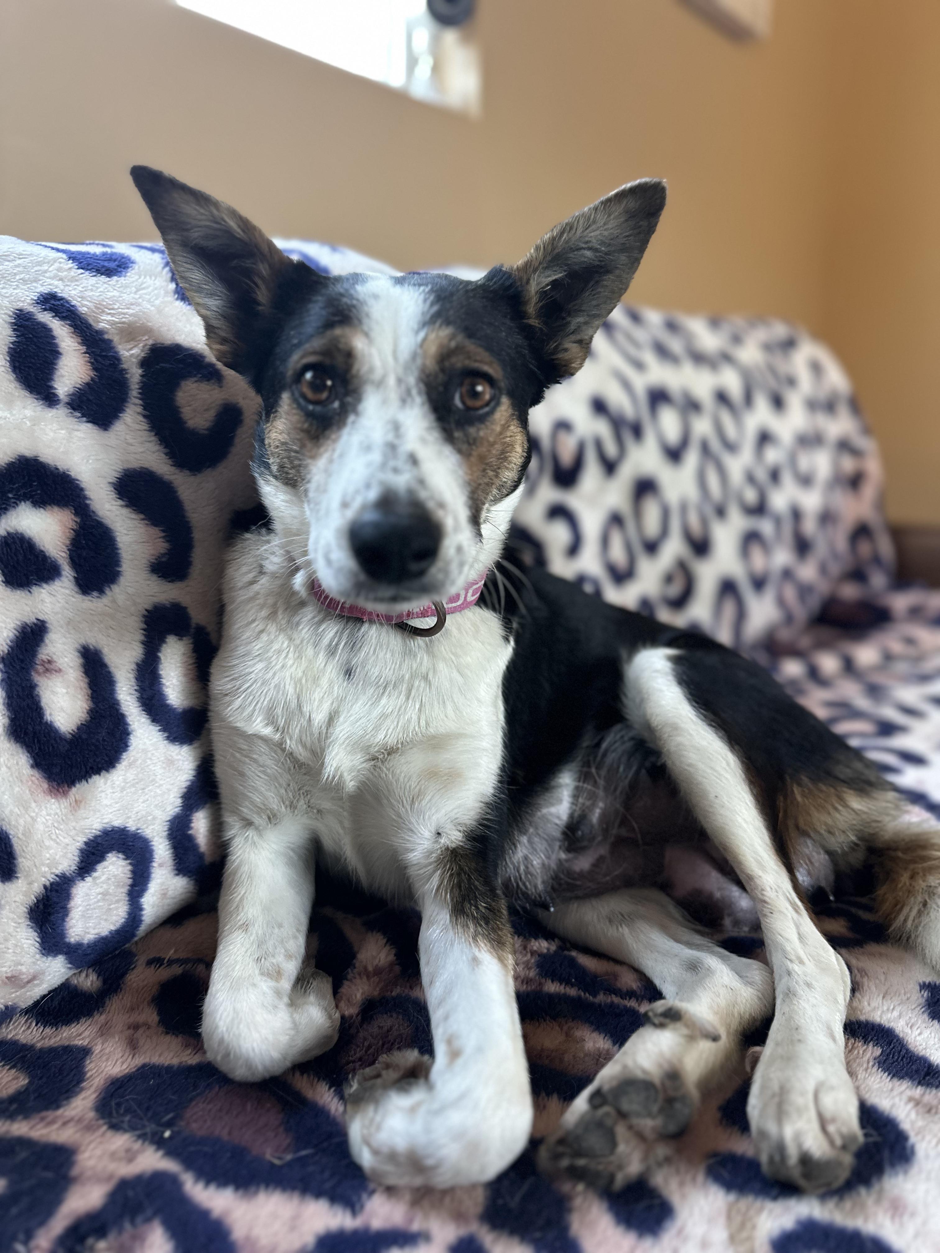 Enlarge TOPAZ, an adoption pending mixed breed in Arroyo Grande, CA image 1/5