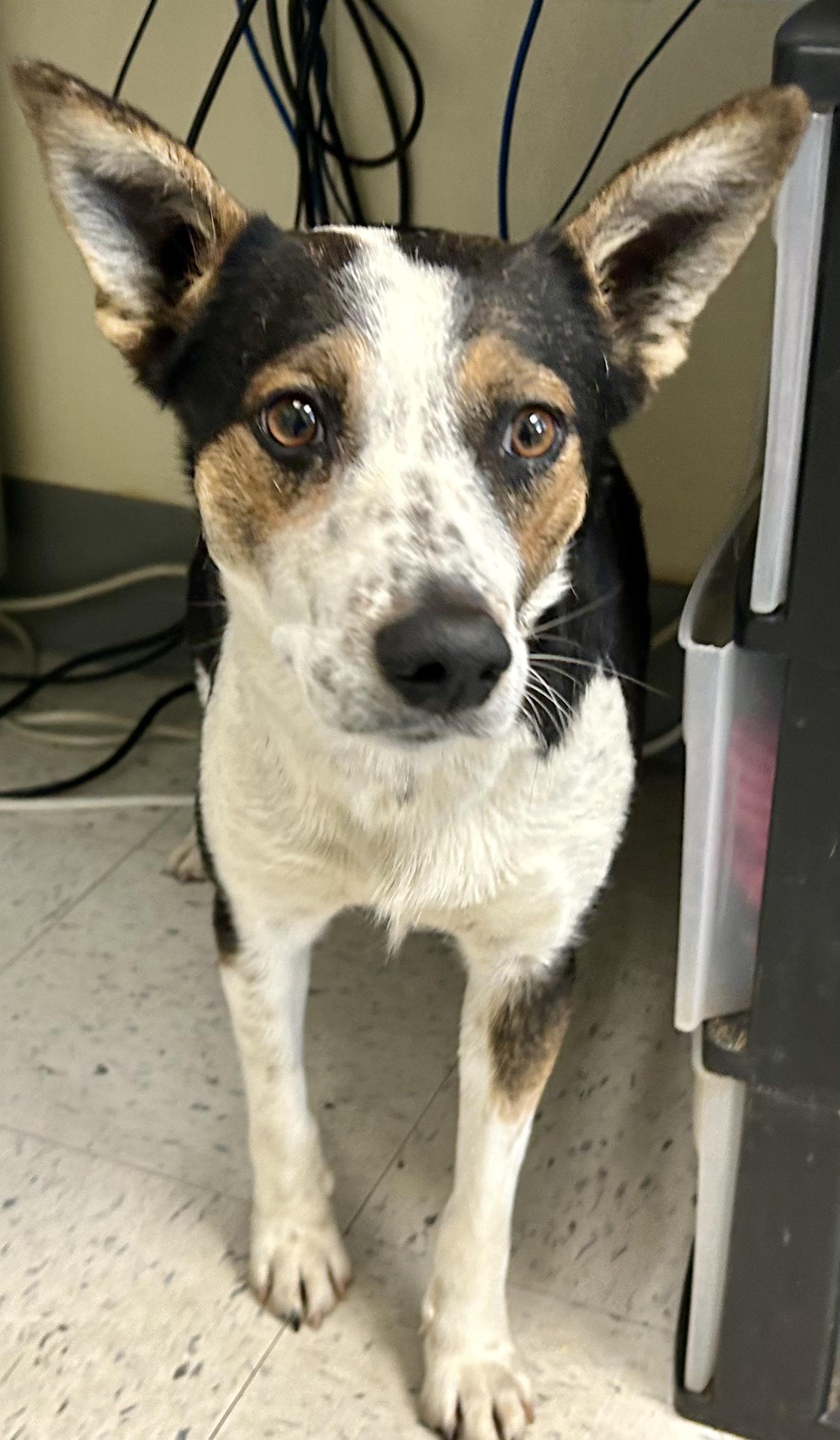 Enlarge TOPAZ, an adoption pending mixed breed in Arroyo Grande, CA image 5/5