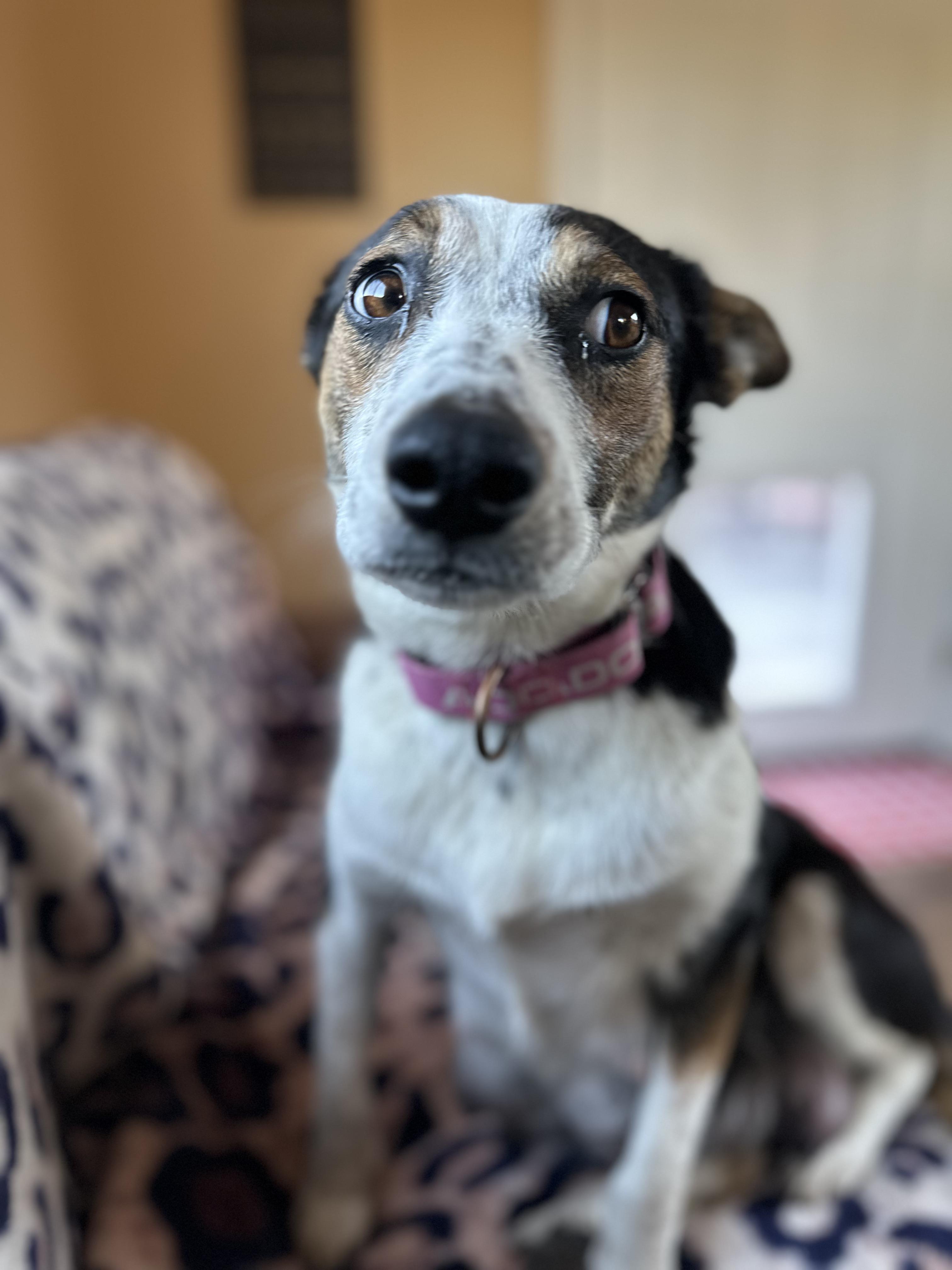 Enlarge TOPAZ, an adoption pending mixed breed in Arroyo Grande, CA image 2/5