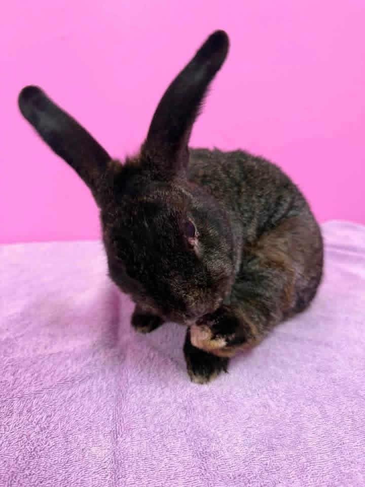 Chubby Cheeks, ADOPTABLE, Adult Male Dwarf.