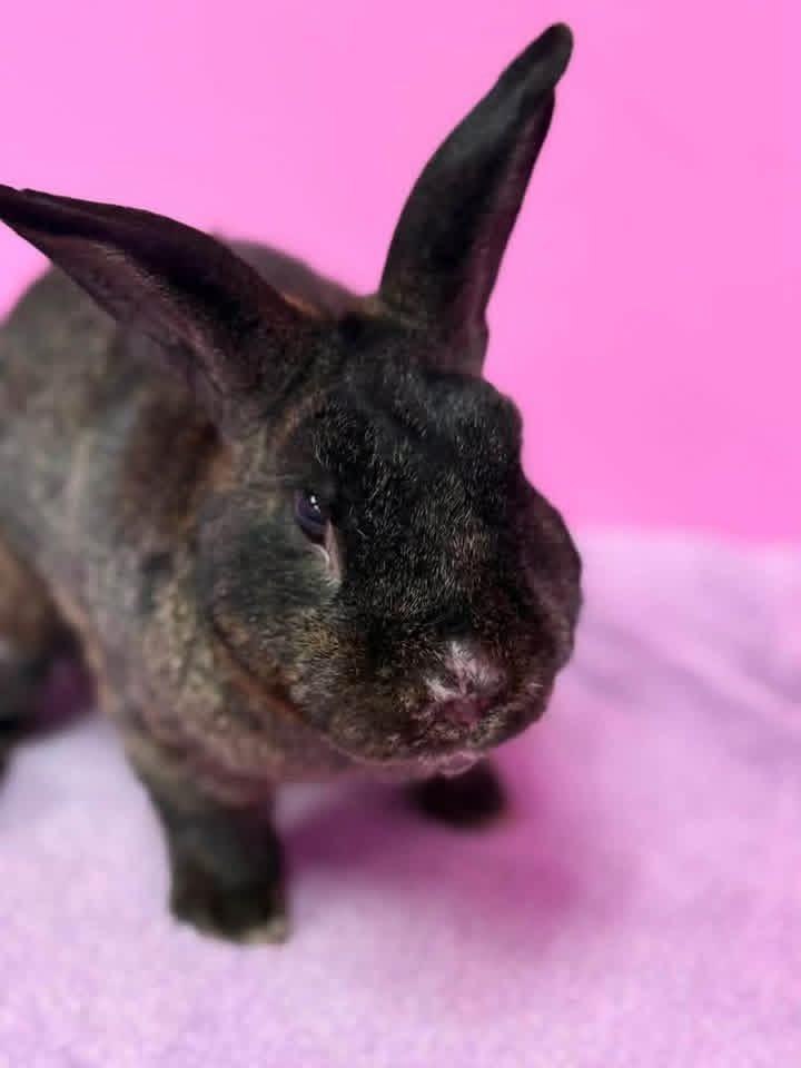 Chubby Cheeks, a ADOPTABLE Dwarf in St. Charles, MO image 3/3