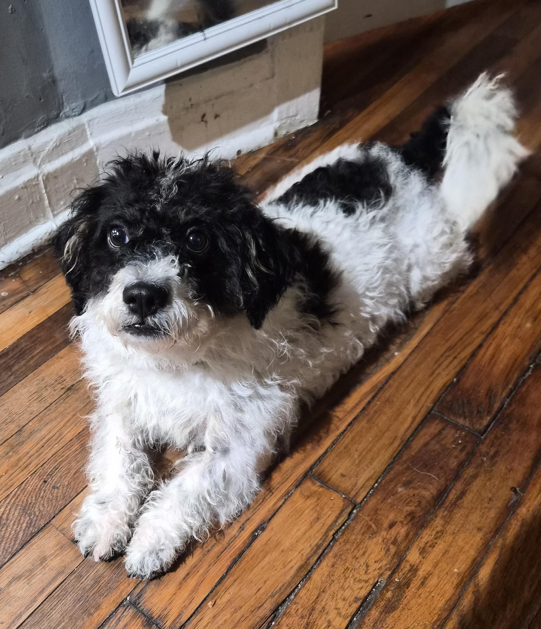 Milo, a ADOPTABLE Poodle in Memphis, TN image 3/3
