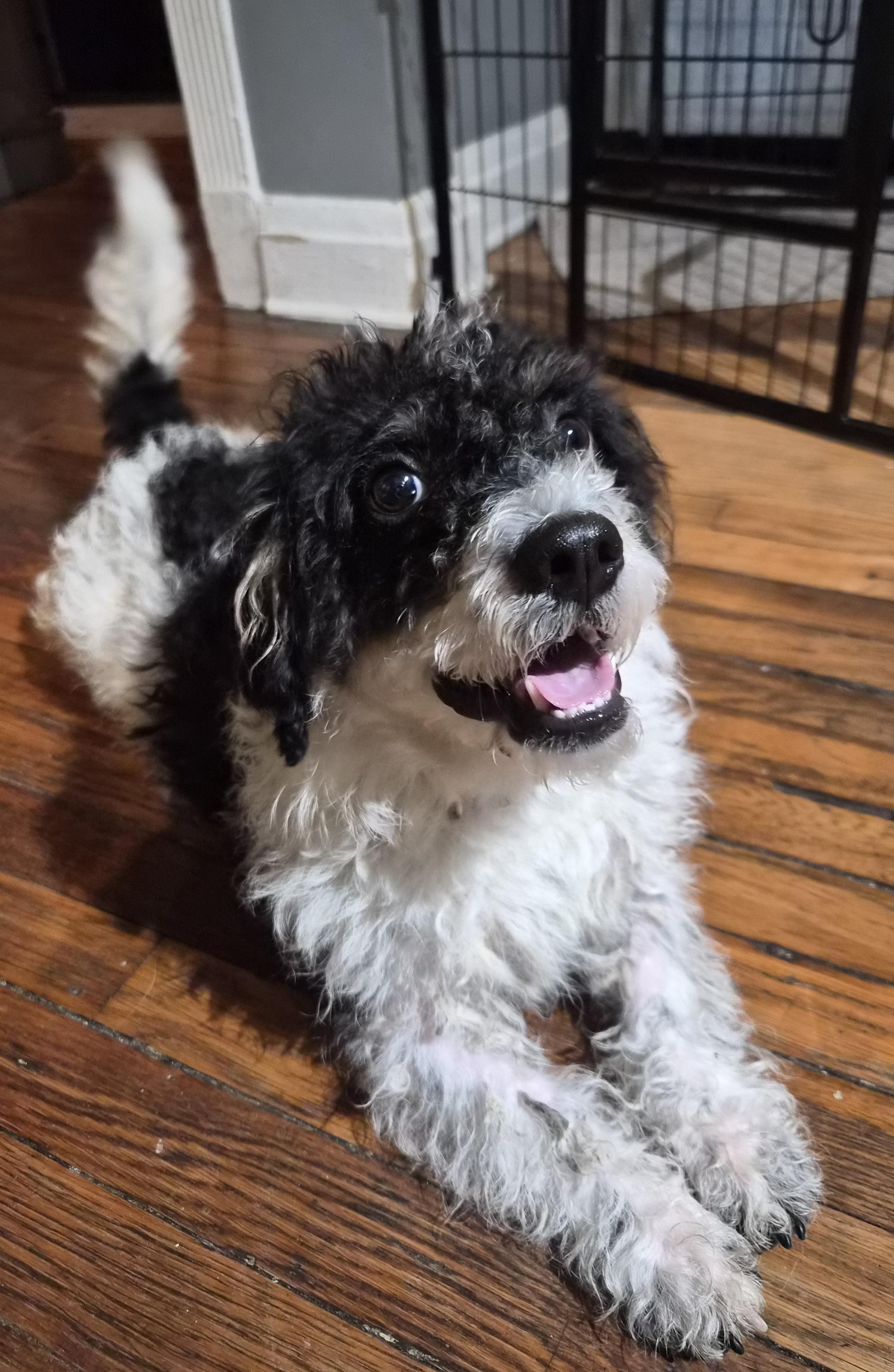 Milo, ADOPTABLE, Adult Male Poodle.