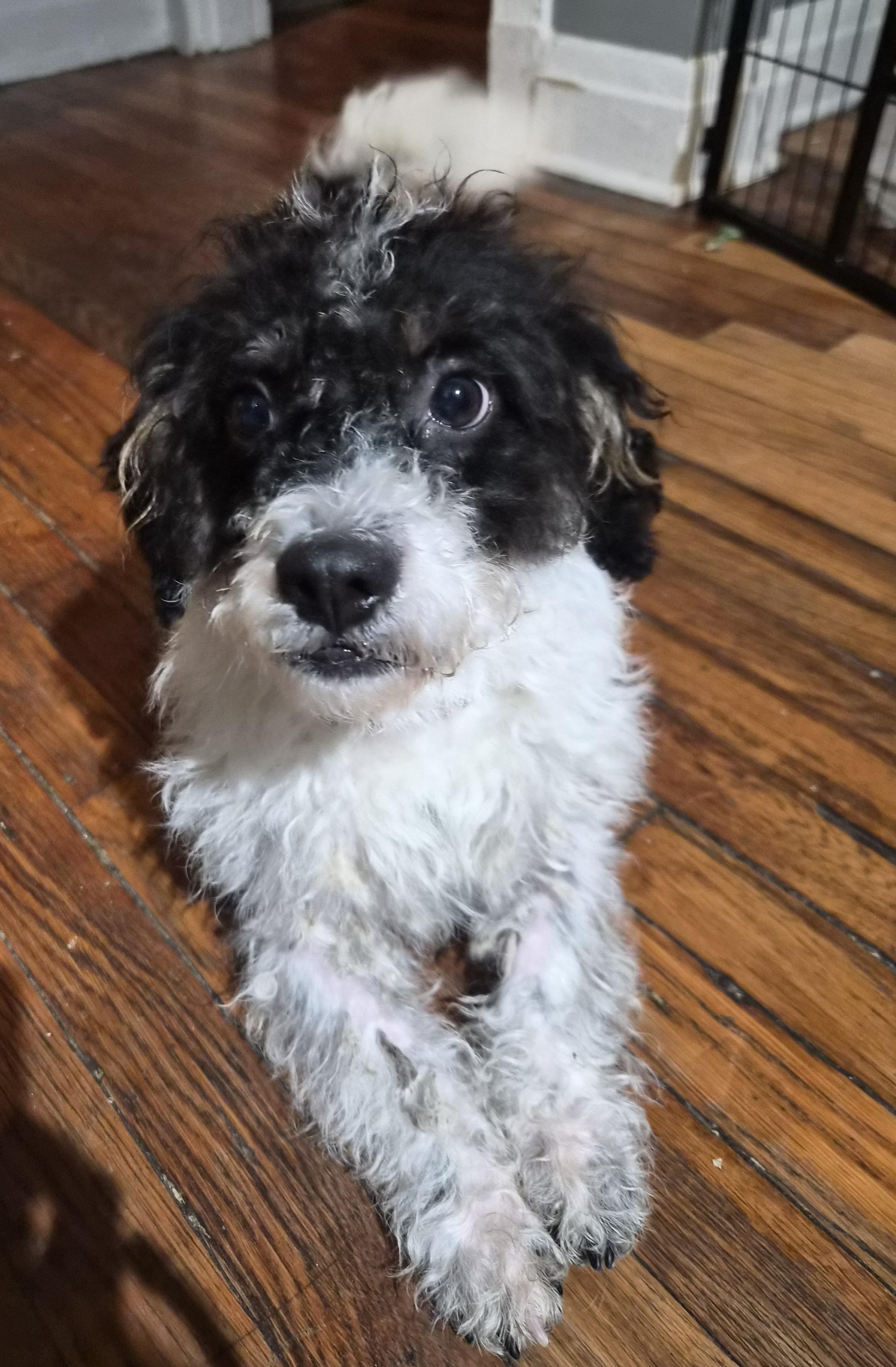 Milo, a ADOPTABLE Poodle in Memphis, TN image 2/3