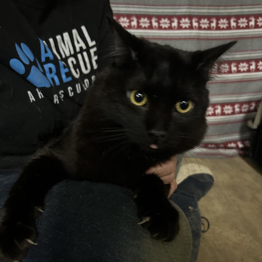 Enlarge Wyoming, a Adoptable Domestic Long Hair in Hemet, CA image 1/1