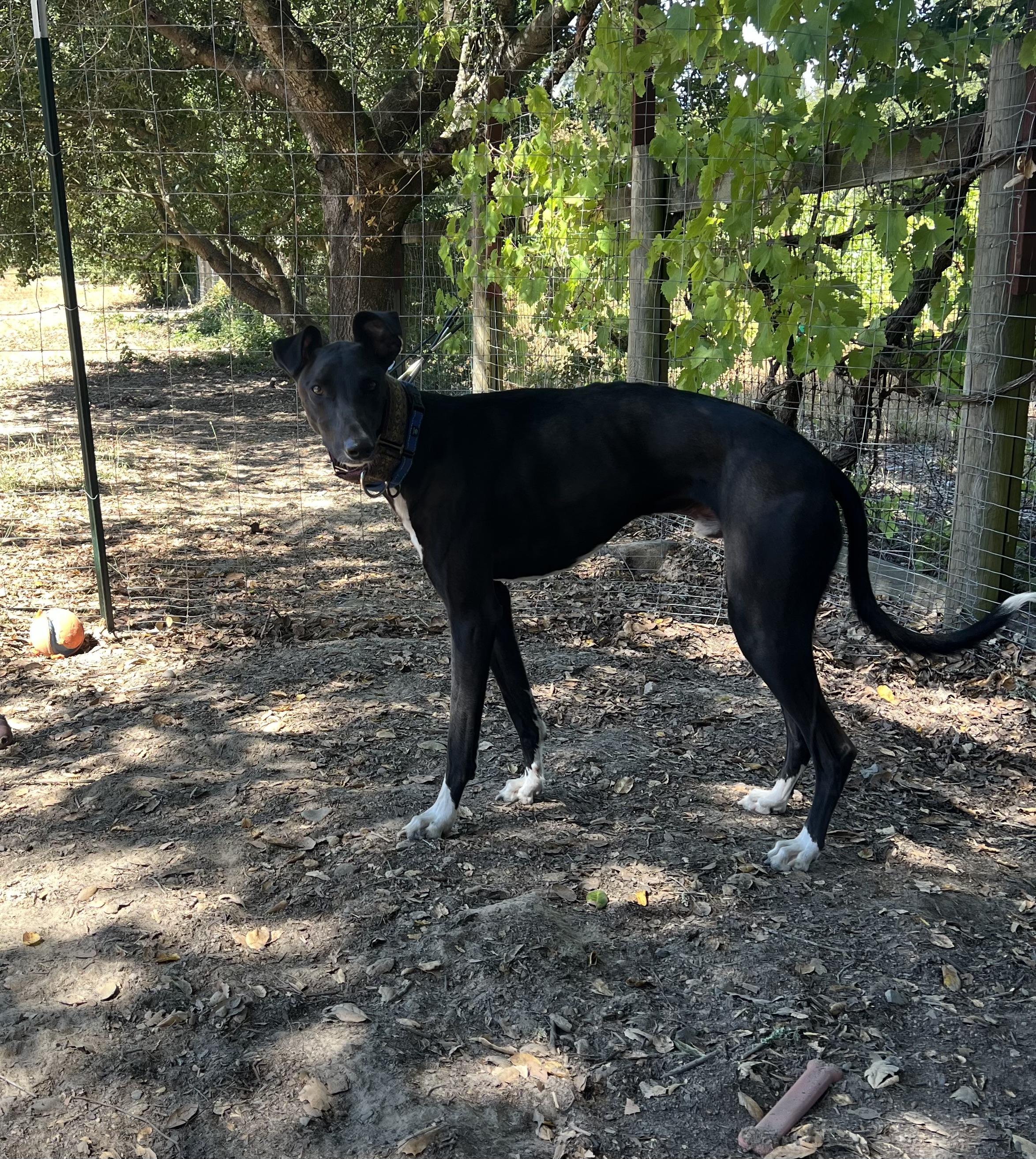 Cy, an adoptable Greyhound, Saluki in Santa Rosa, CA, 95403 | Photo Image 2