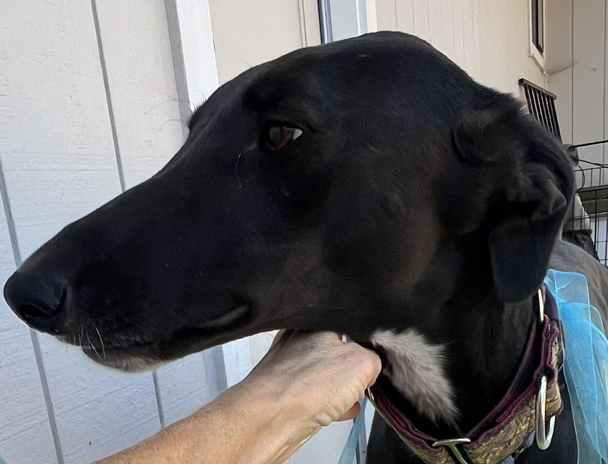 Cy, a Adoptable mixed breed in Santa Rosa, CA image 1/4