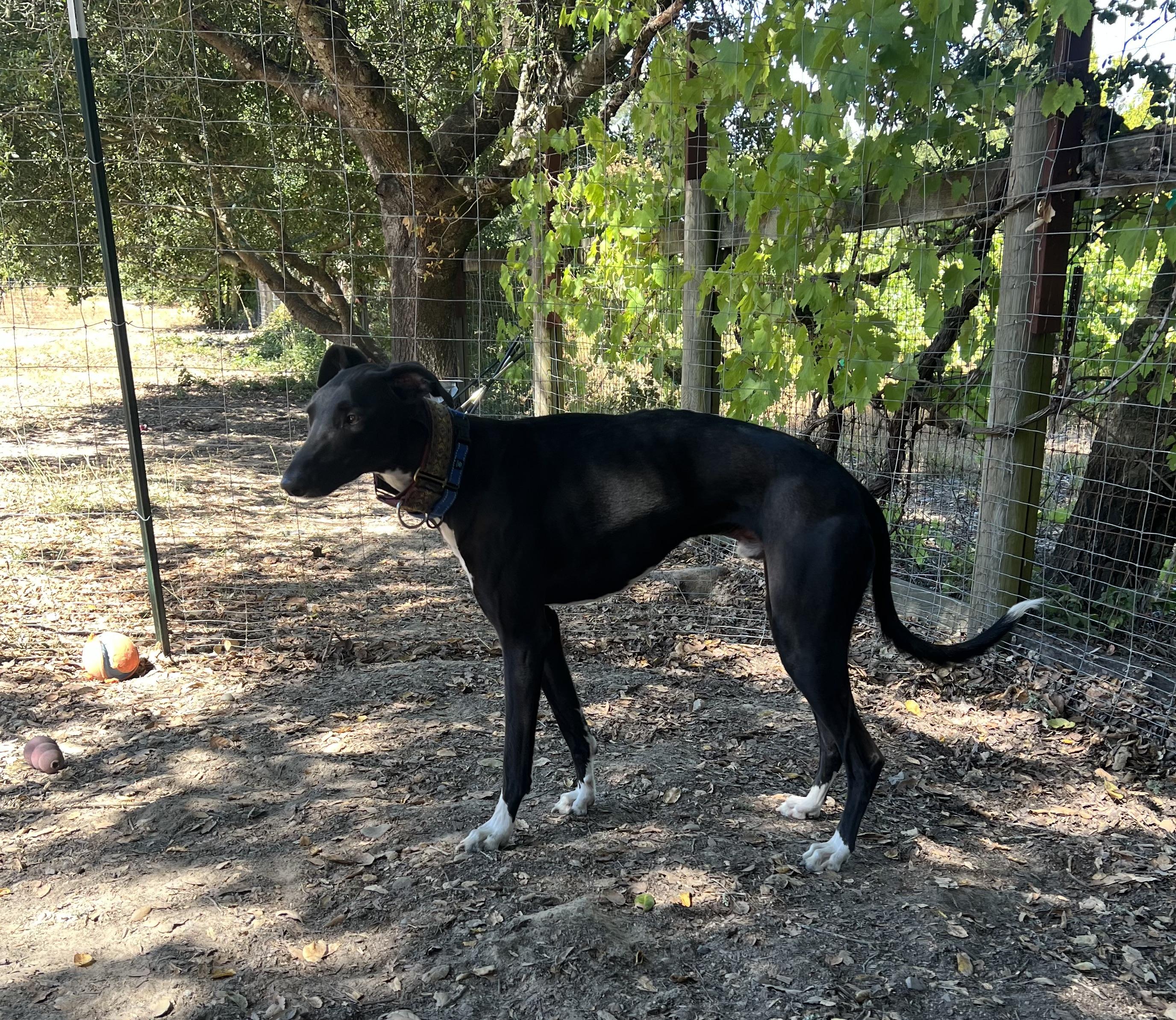 Cy, an adoptable Greyhound, Saluki in Santa Rosa, CA, 95403 | Photo Image 1