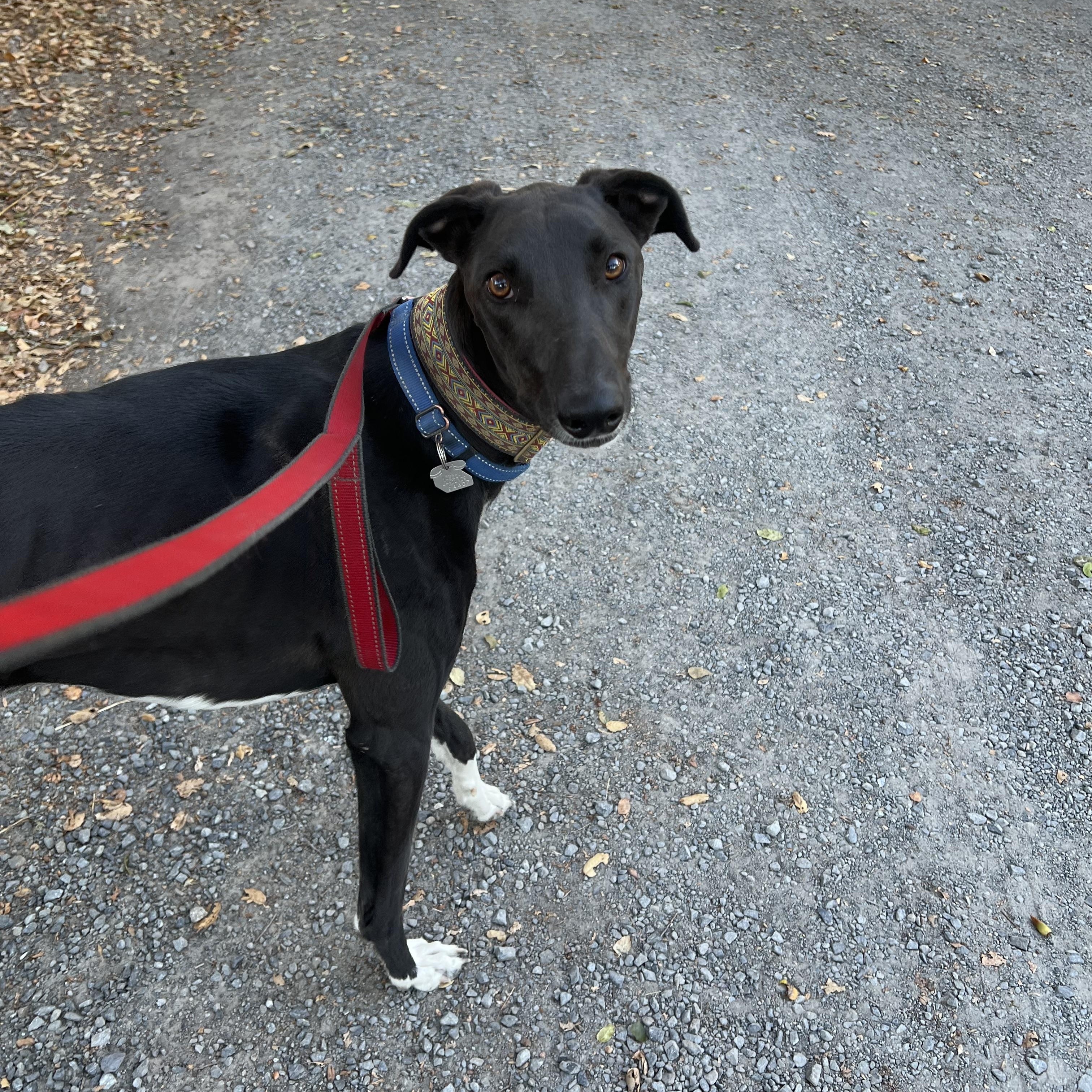 Cy, a Adoptable mixed breed in Santa Rosa, CA image 2/4