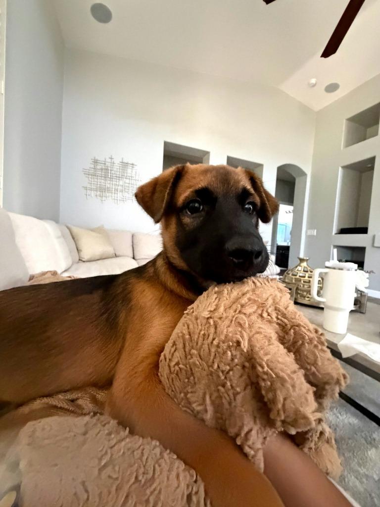 Kaito, Adoptable, Puppy Male Shepherd.