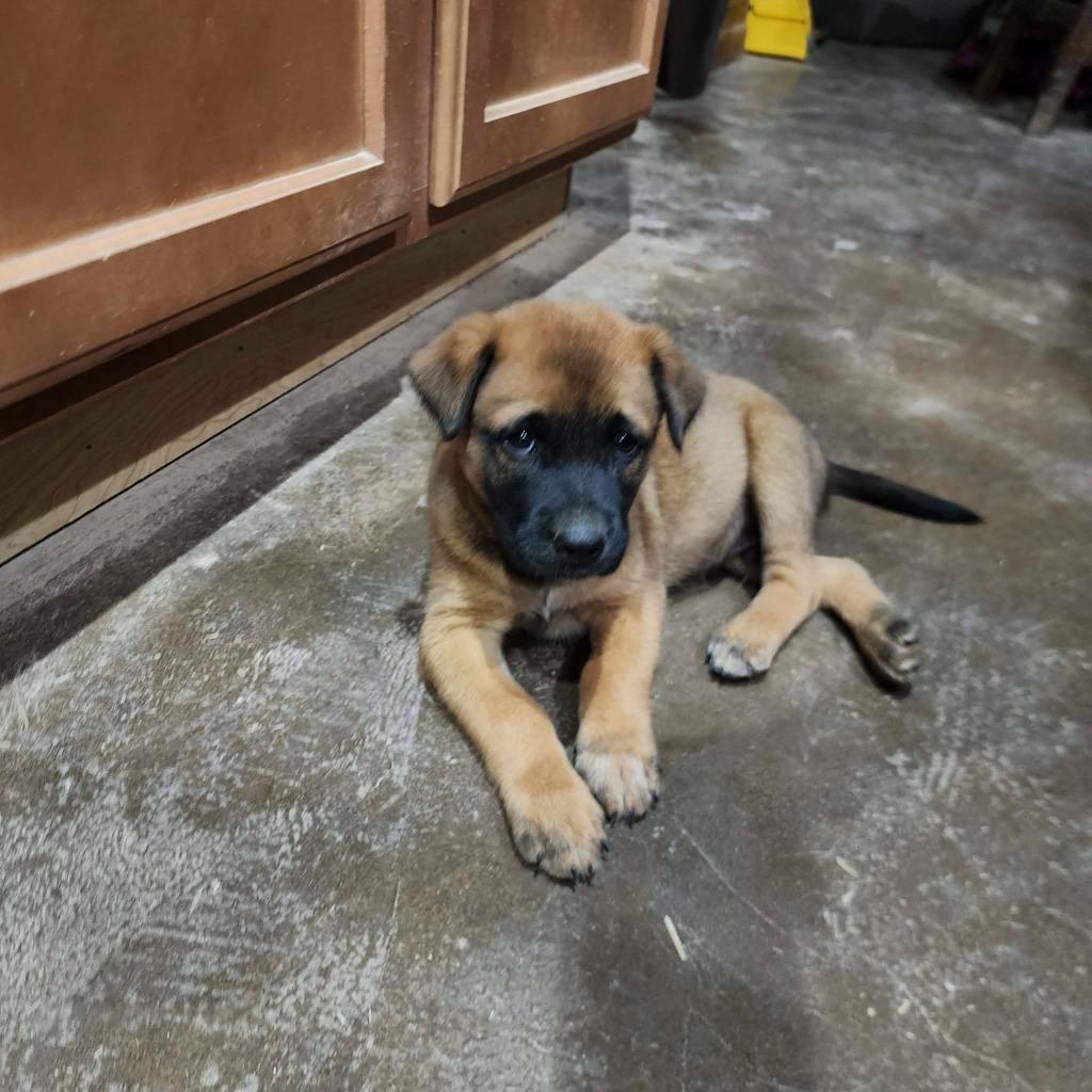 Enlarge Kaito, a Adoptable mixed breed in Mesa, AZ image 3/3